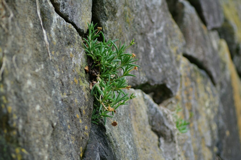 Plante verte s'épanouissant hors d'une fissure dans un mur de pierre, symbole de résilience et de force vitale.